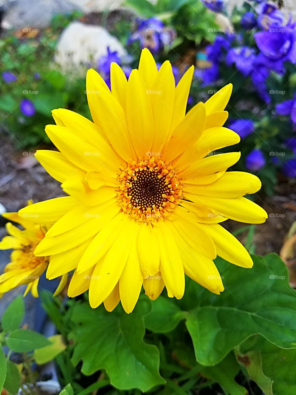 yellow gerbera daisy