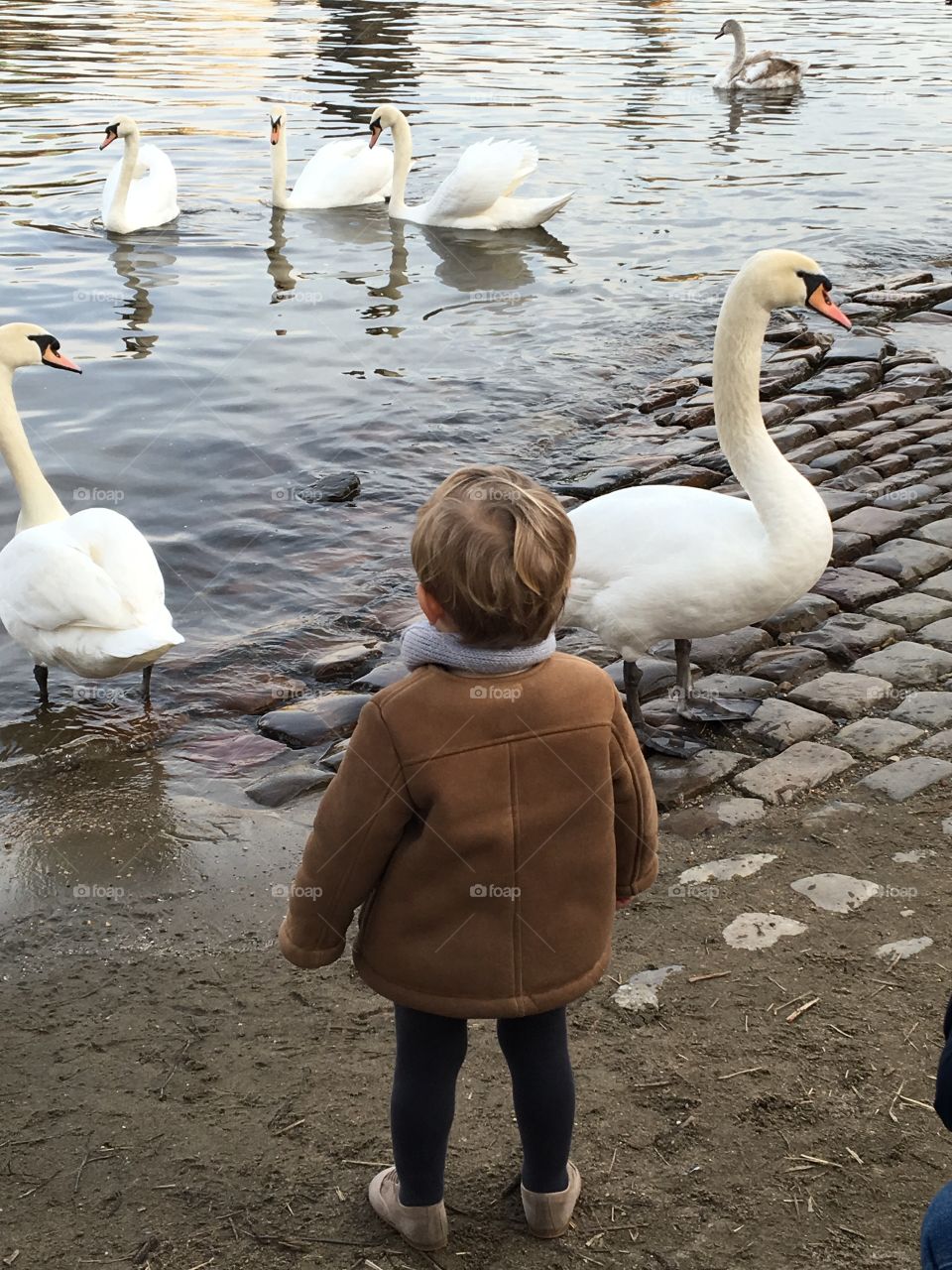 A kid and swans