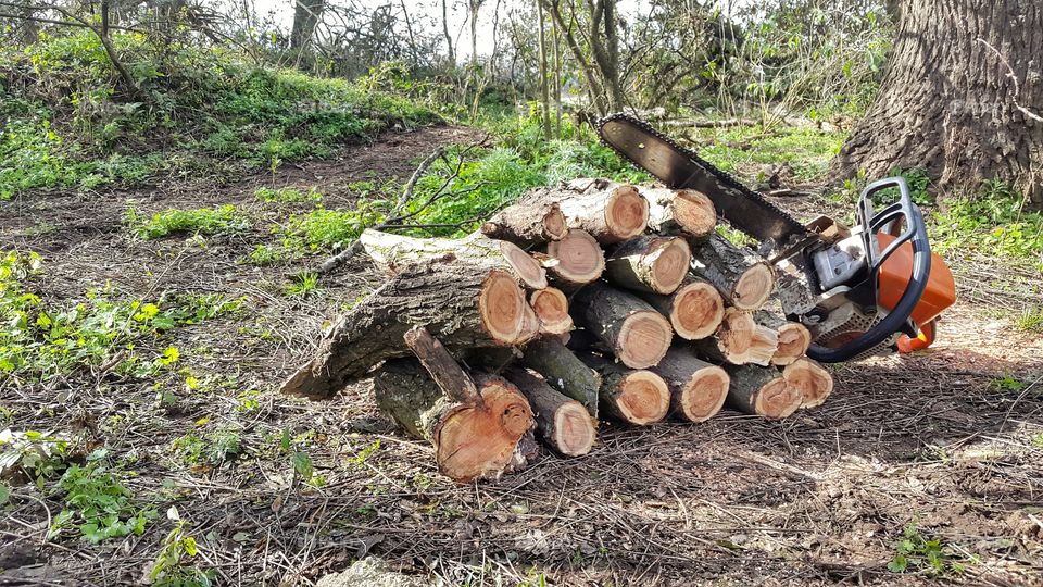 cut logs with chainsaws