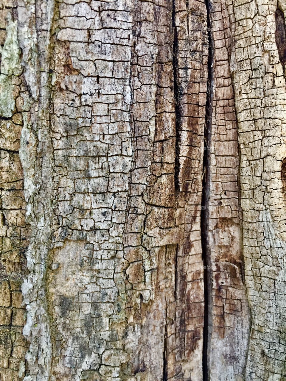 Creative Textures - cracked tree bark