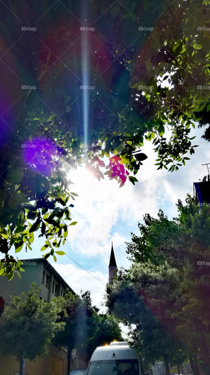 Tree and sun