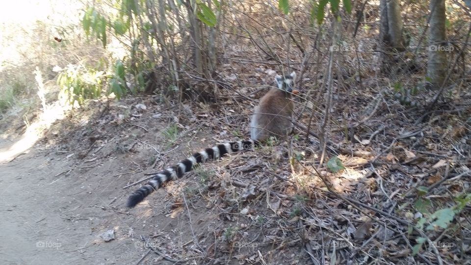 Wildlife, Nature, Outdoors, Mammal, Tree