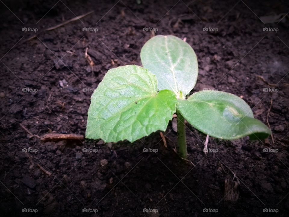 Green cucumber sprouts