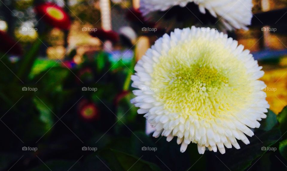 English daisies 