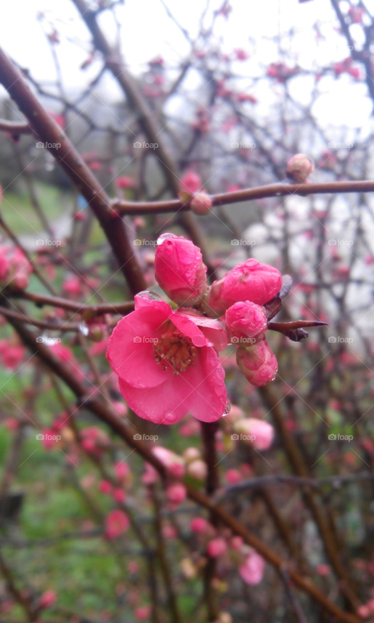 hello spring ❤