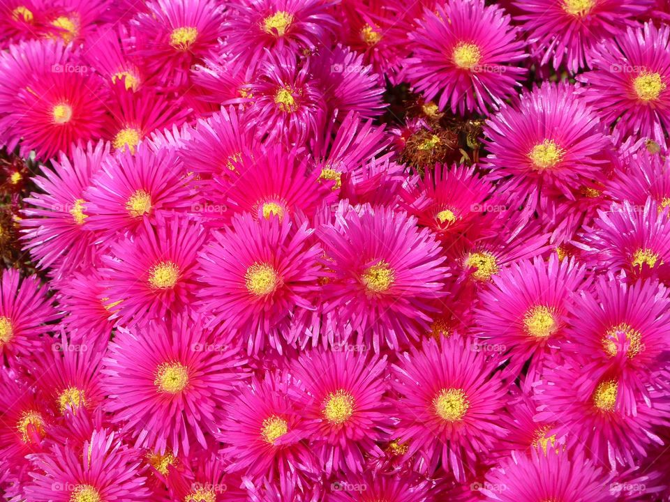 Pink flowers/ Sardegna/ Italy