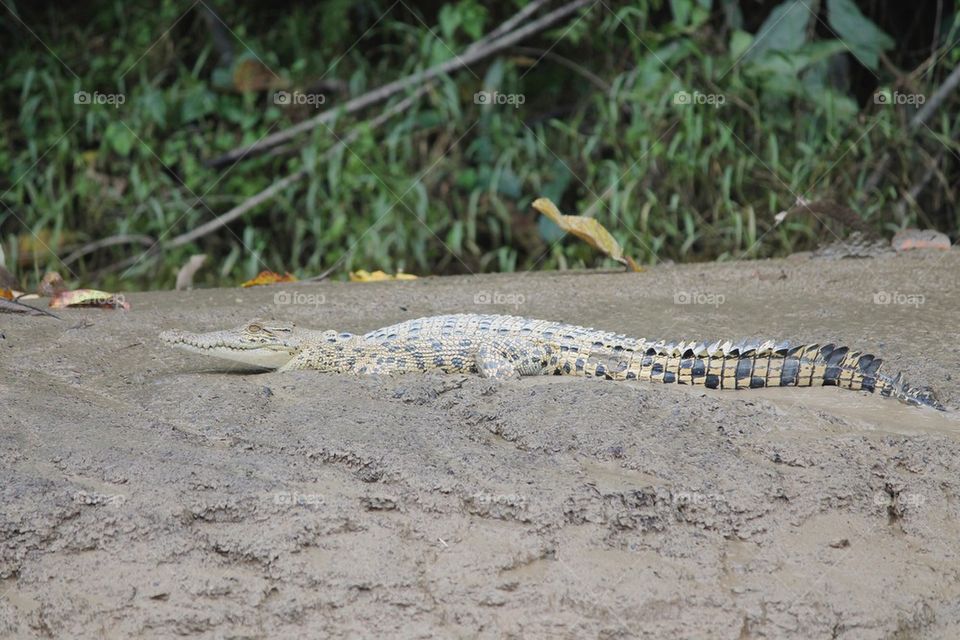 Riverbank crocodile 