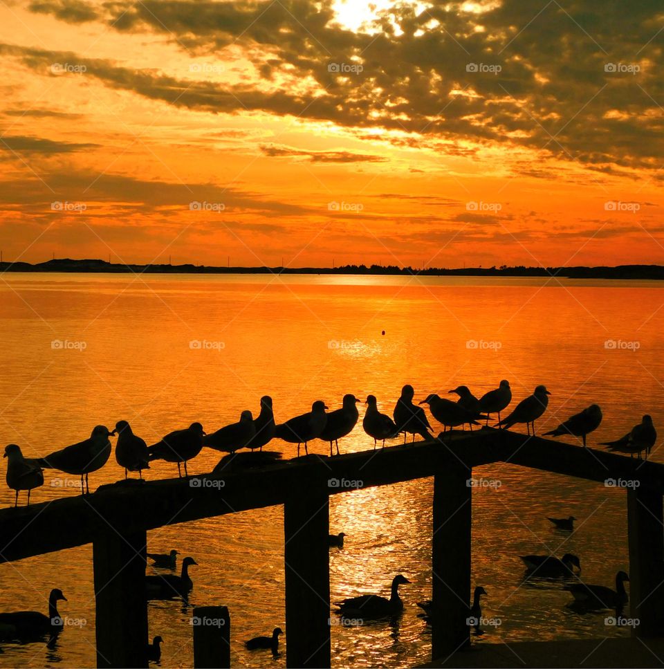 Pigeon silhouettes sitting on a dock of the bay during a golden sunset. Clouds illuminate the surface of the bay