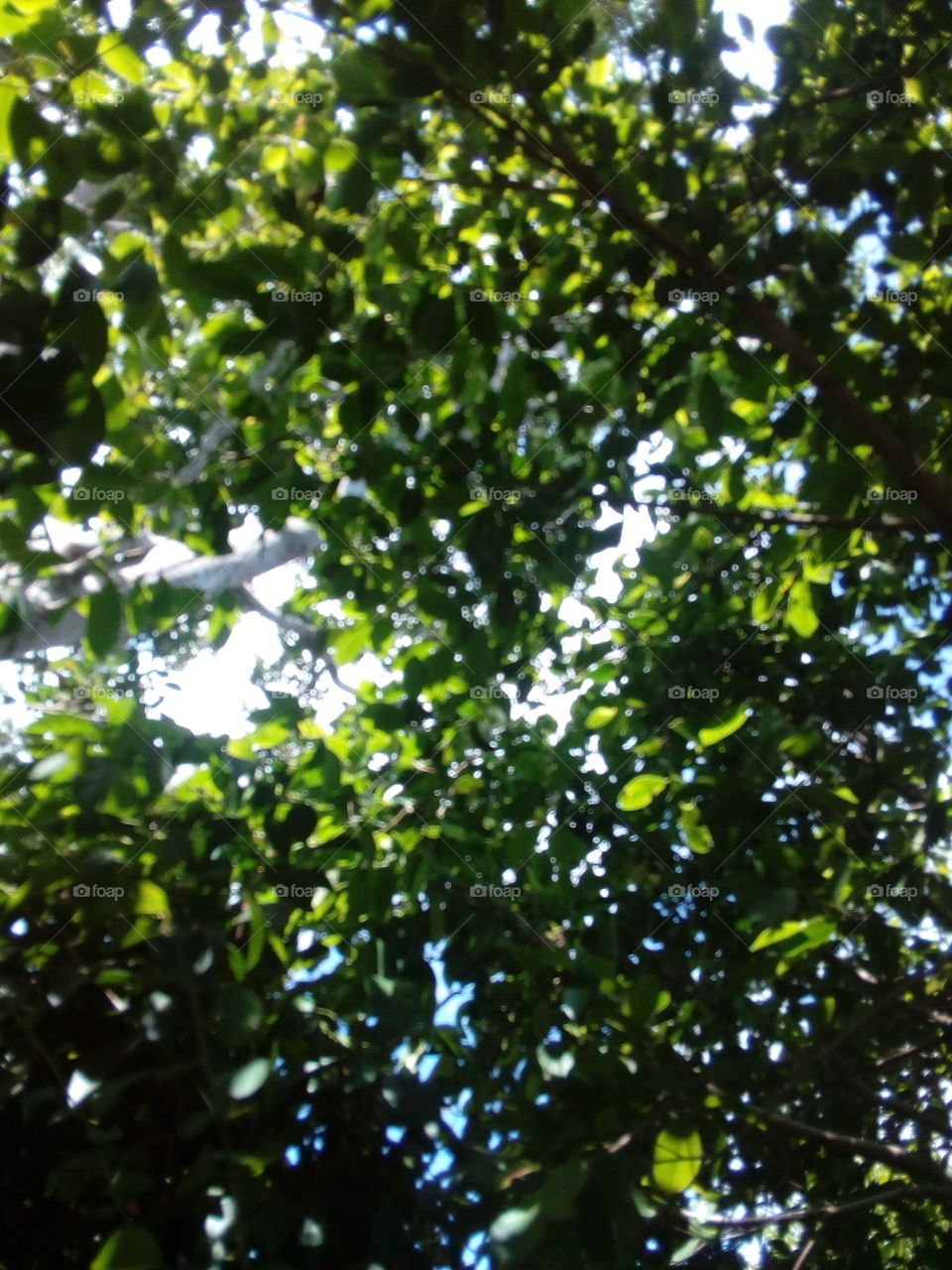 it's blur picture. capture by under the tree.