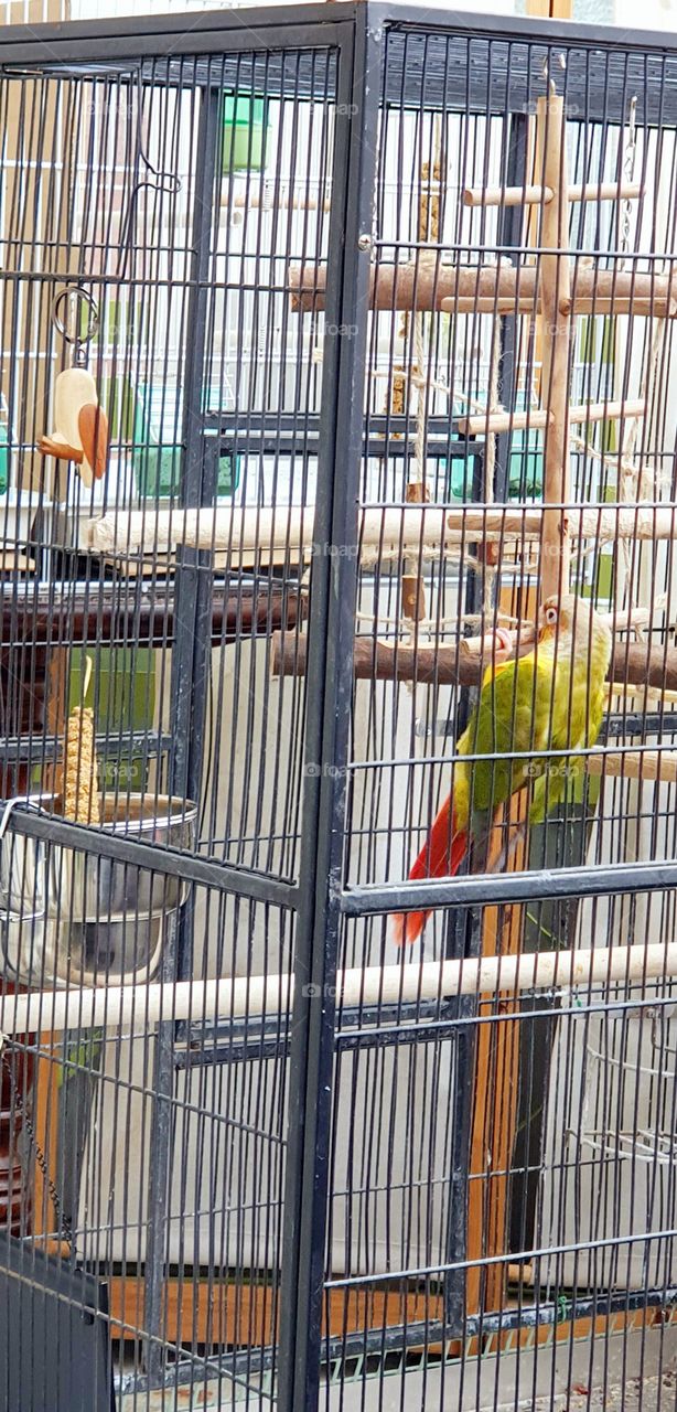 Conure de Molina Ananas