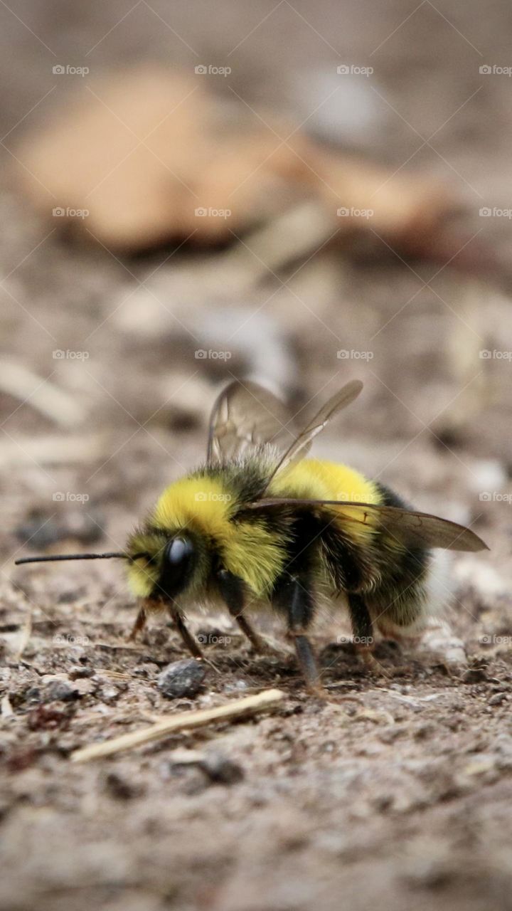 Bumblebee 