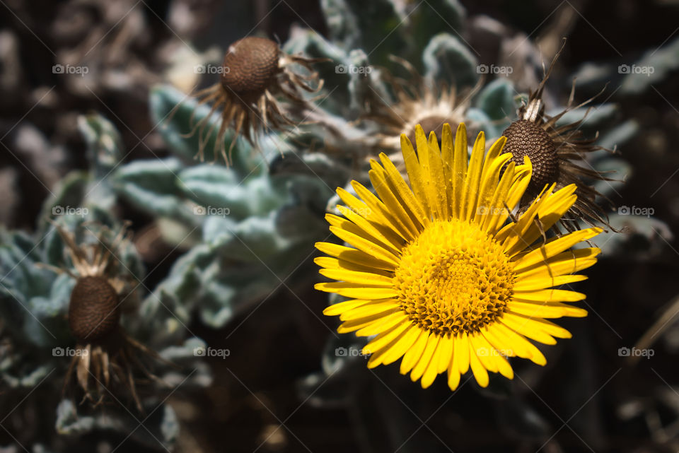 Wild flower at Papagayo beach, Lanzerote, Canary