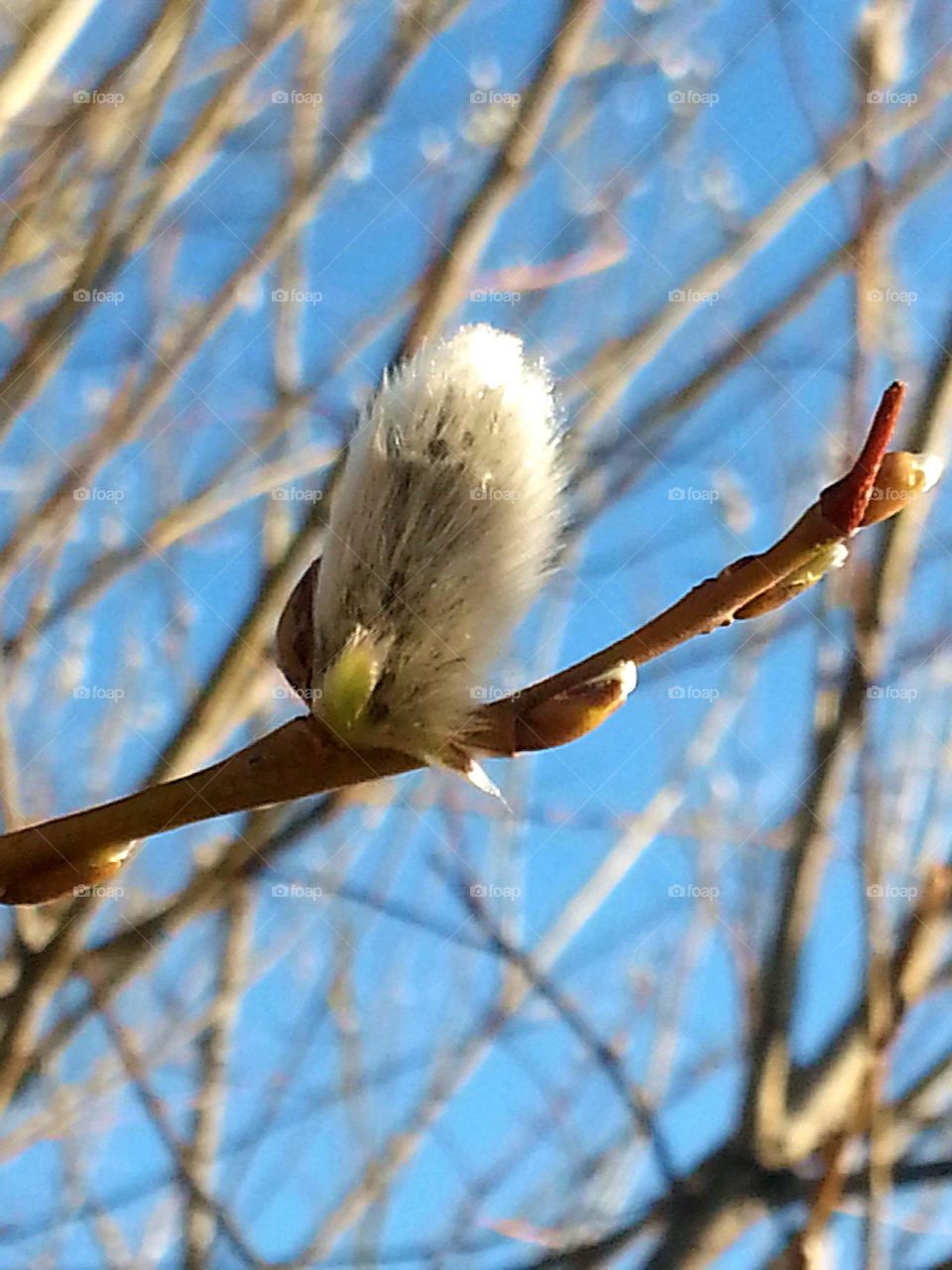 Close-up of Pussy willow