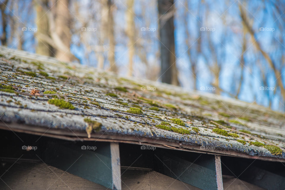 Moss growing on roof