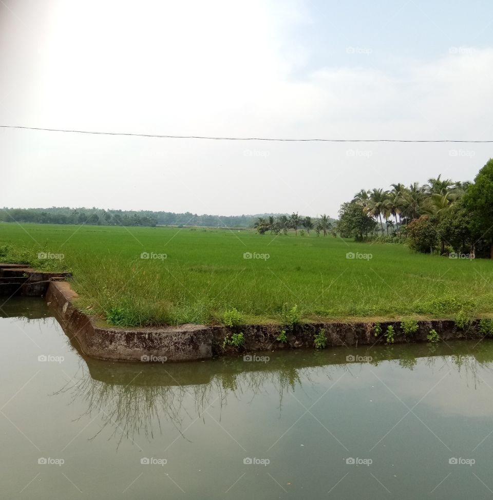 Rice field