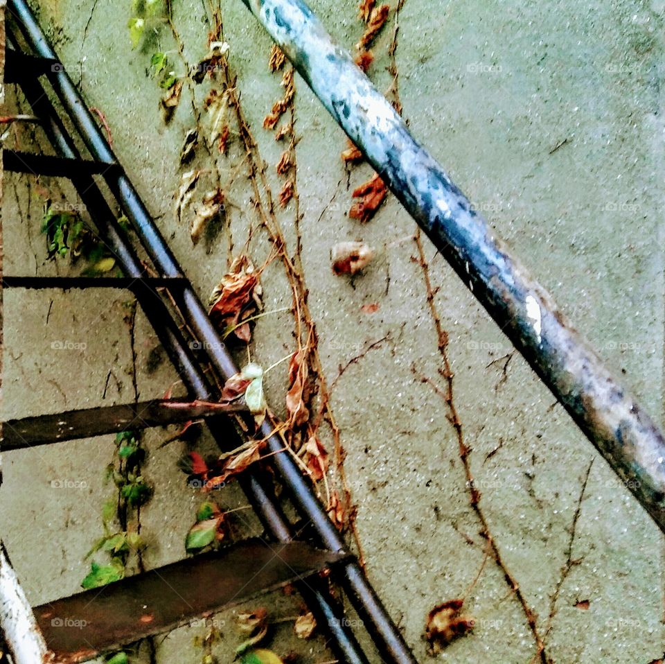 Ivy and Stairs