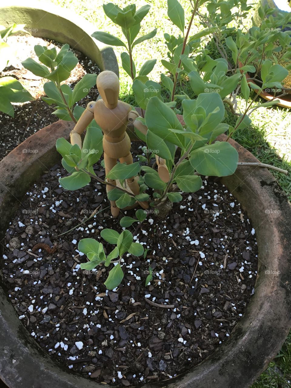 Crazy plant people with wooden man tending to the green plant