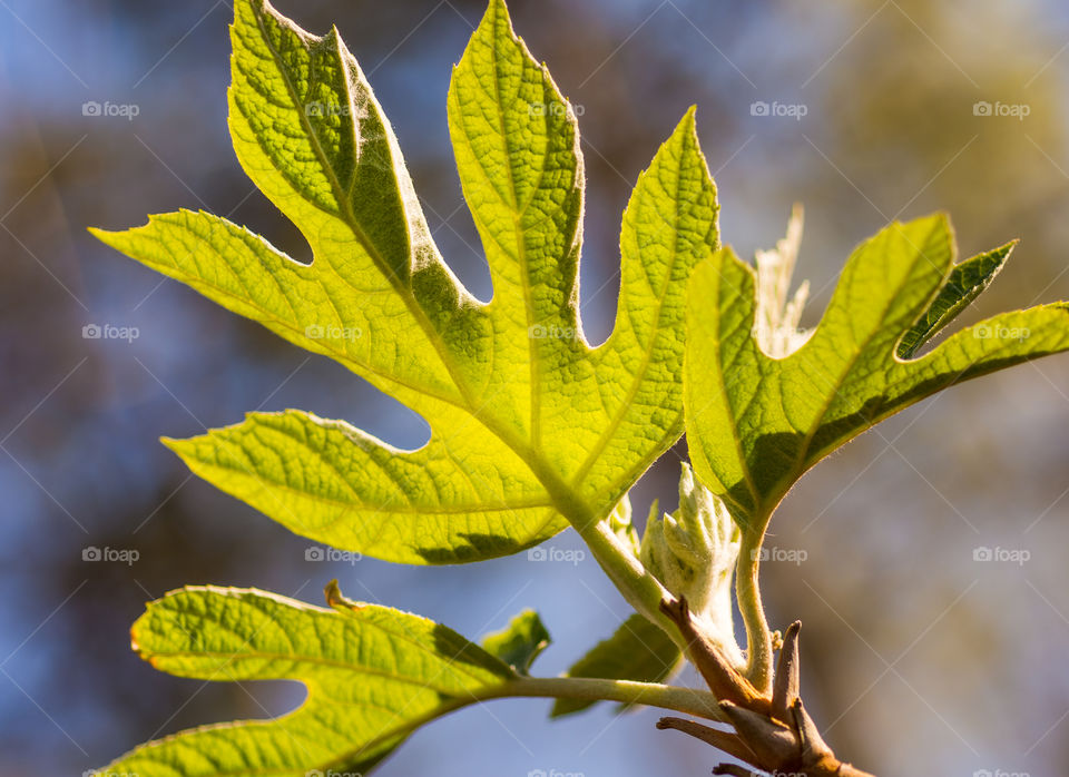 Bright green New Oak leaf Hydrangea leaf in spring 