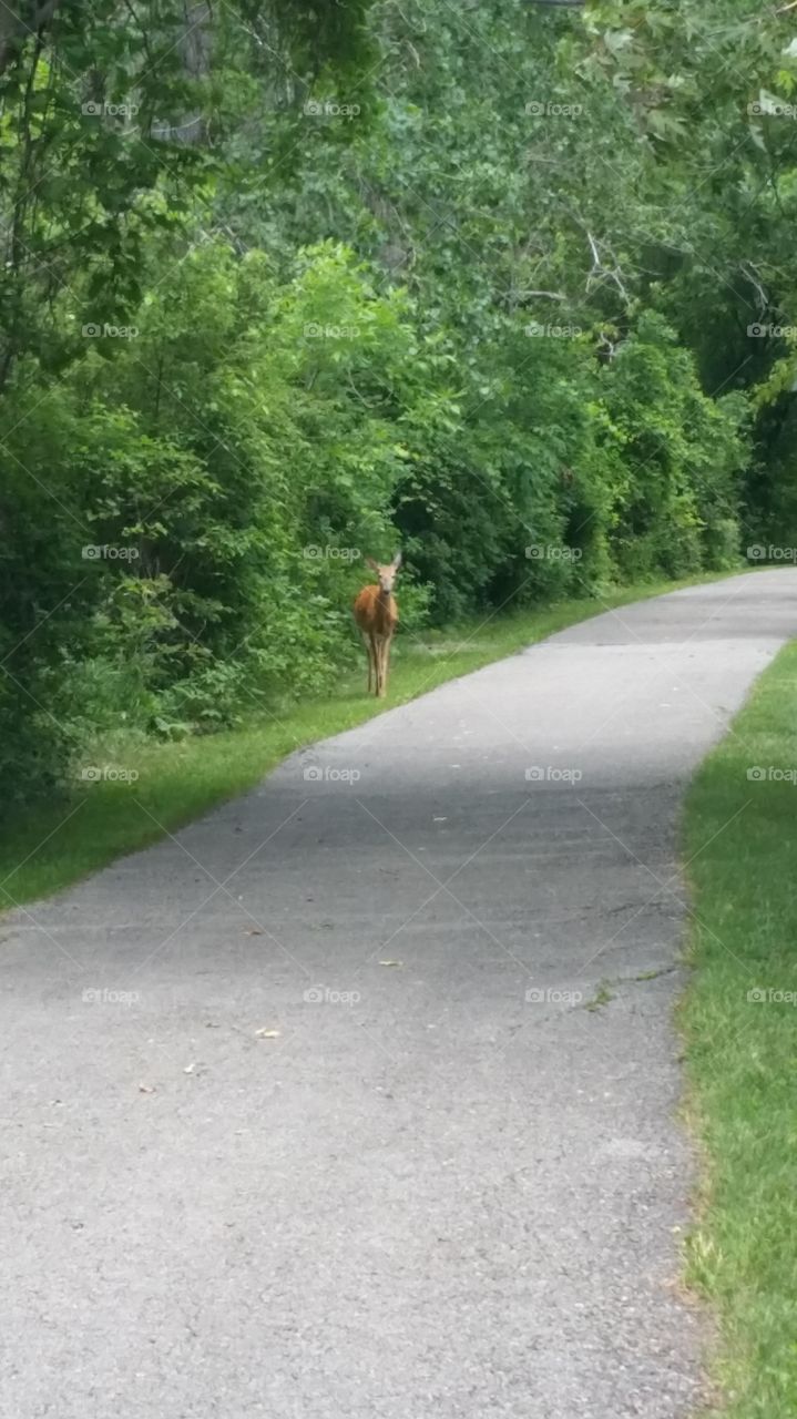 Deer on a tr