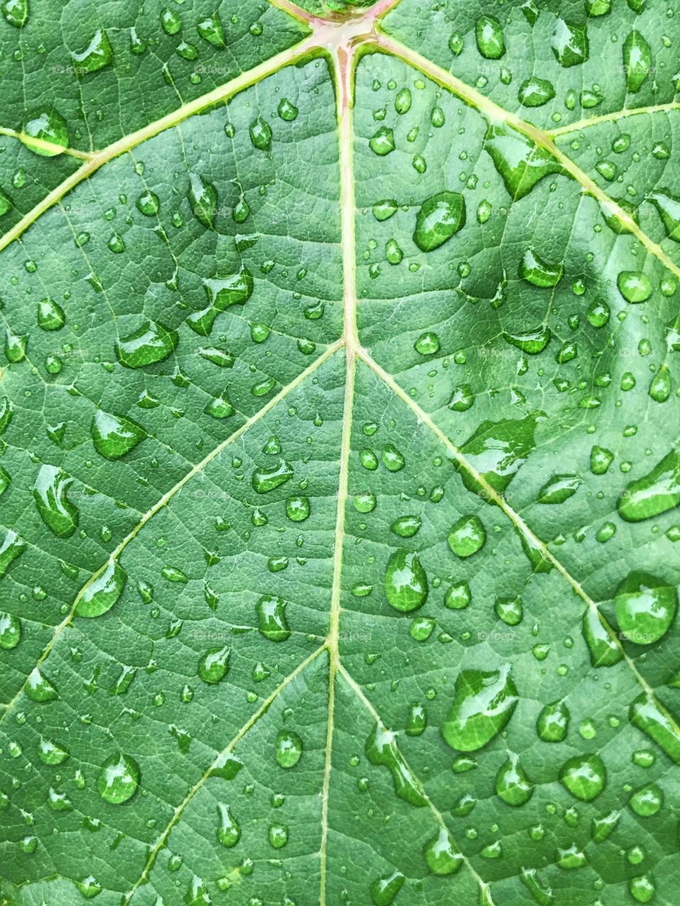 Closeup plants background 