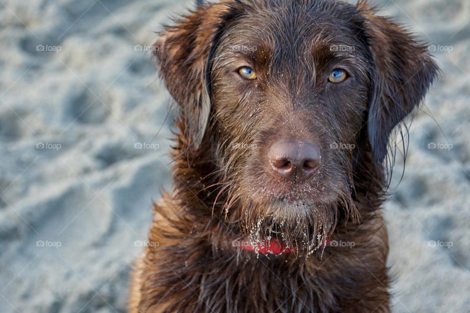 Sandy mutt