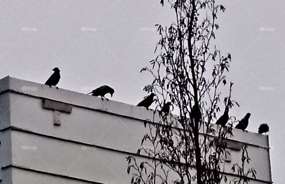 Crows in a row