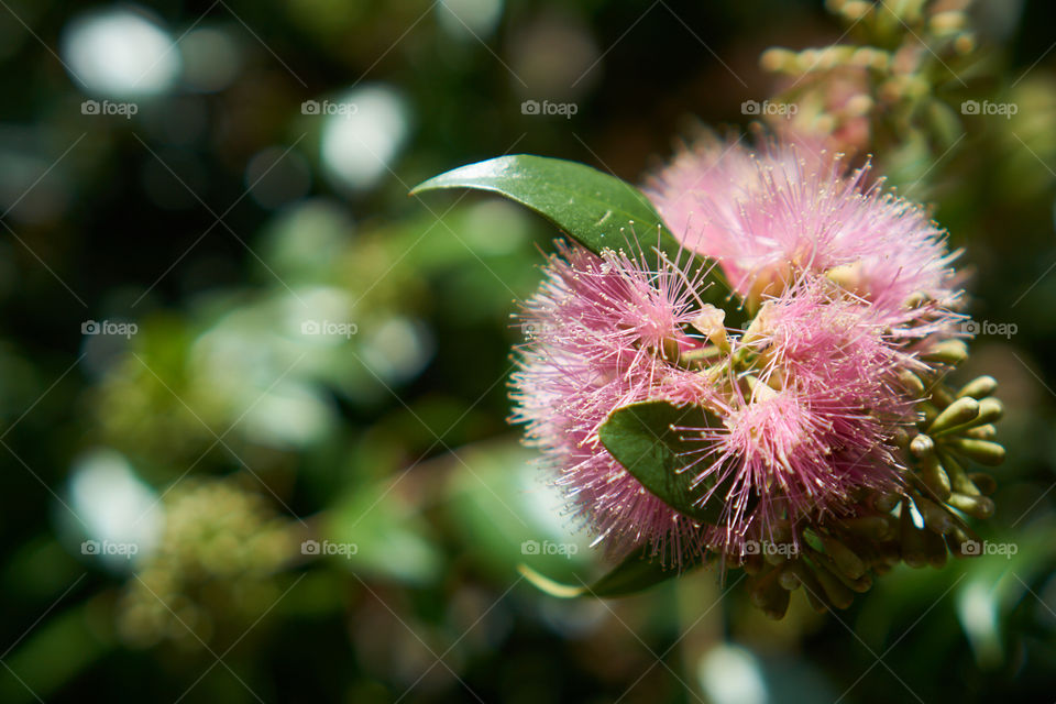 Pink round flower in bloom for spring