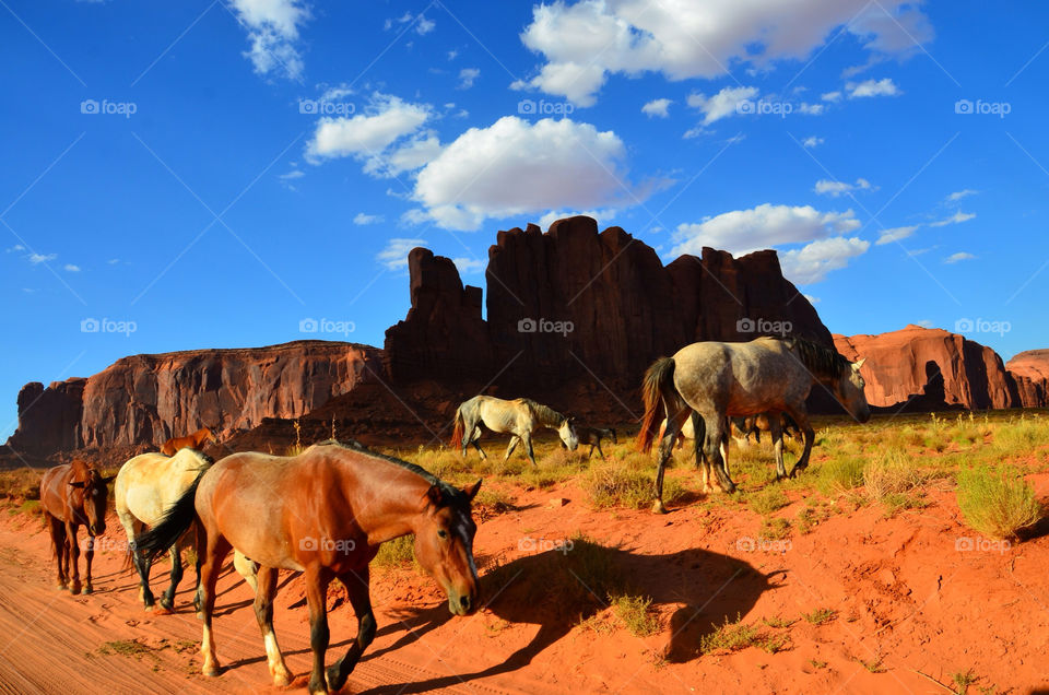 sky horses desert arizona by anchor3n1
