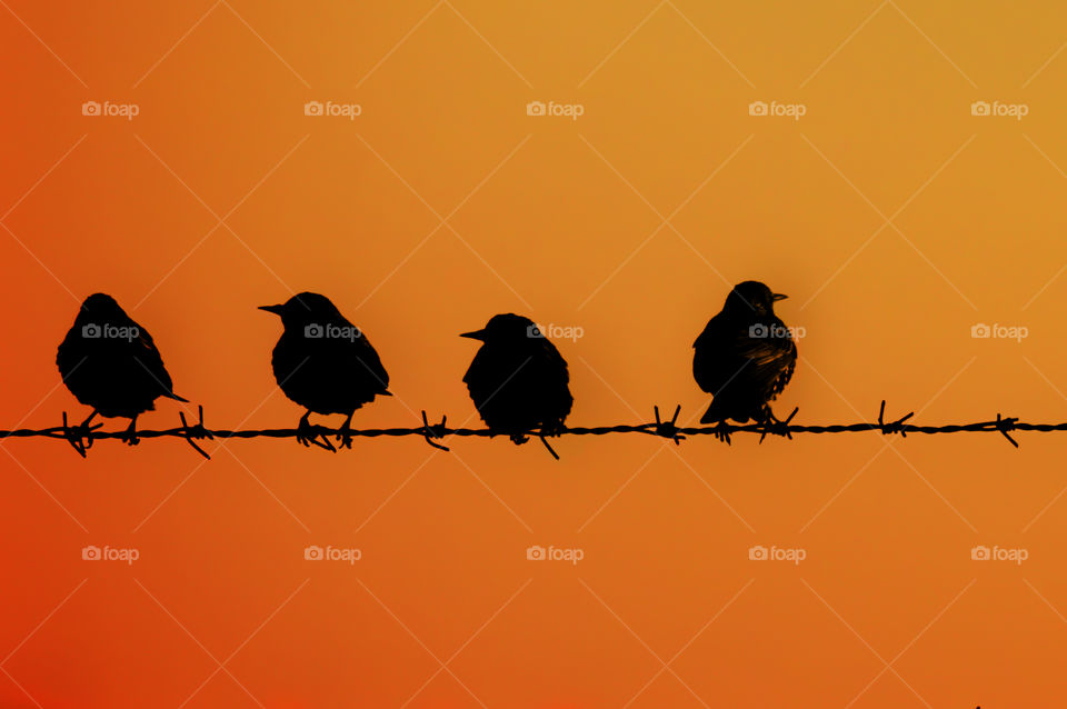 Silhouette of bird perching on wire