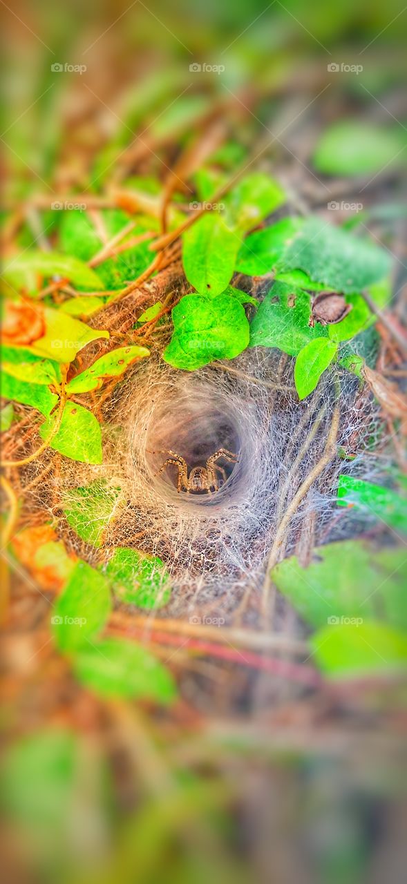 a little spider in a spider web