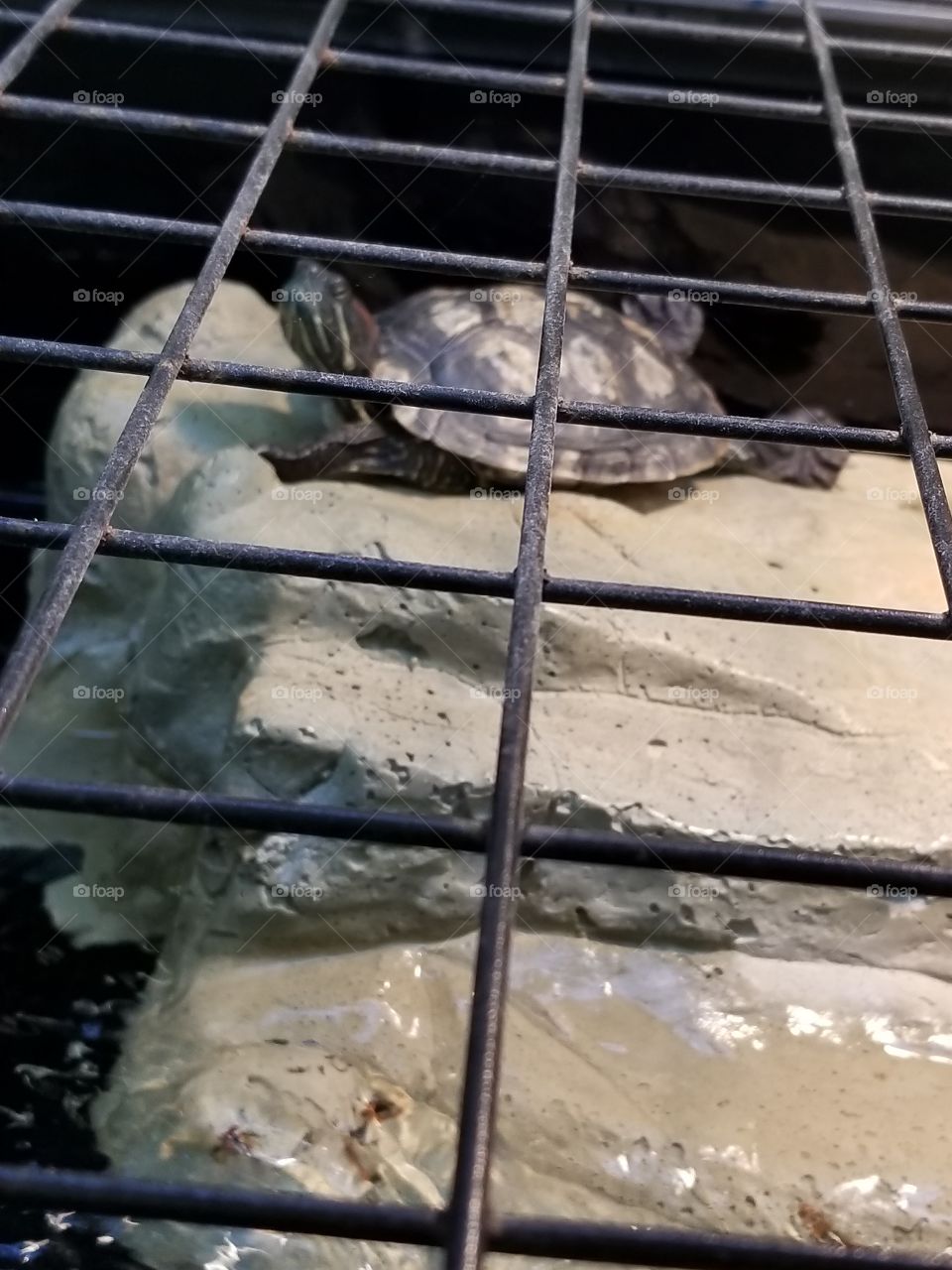 turtles