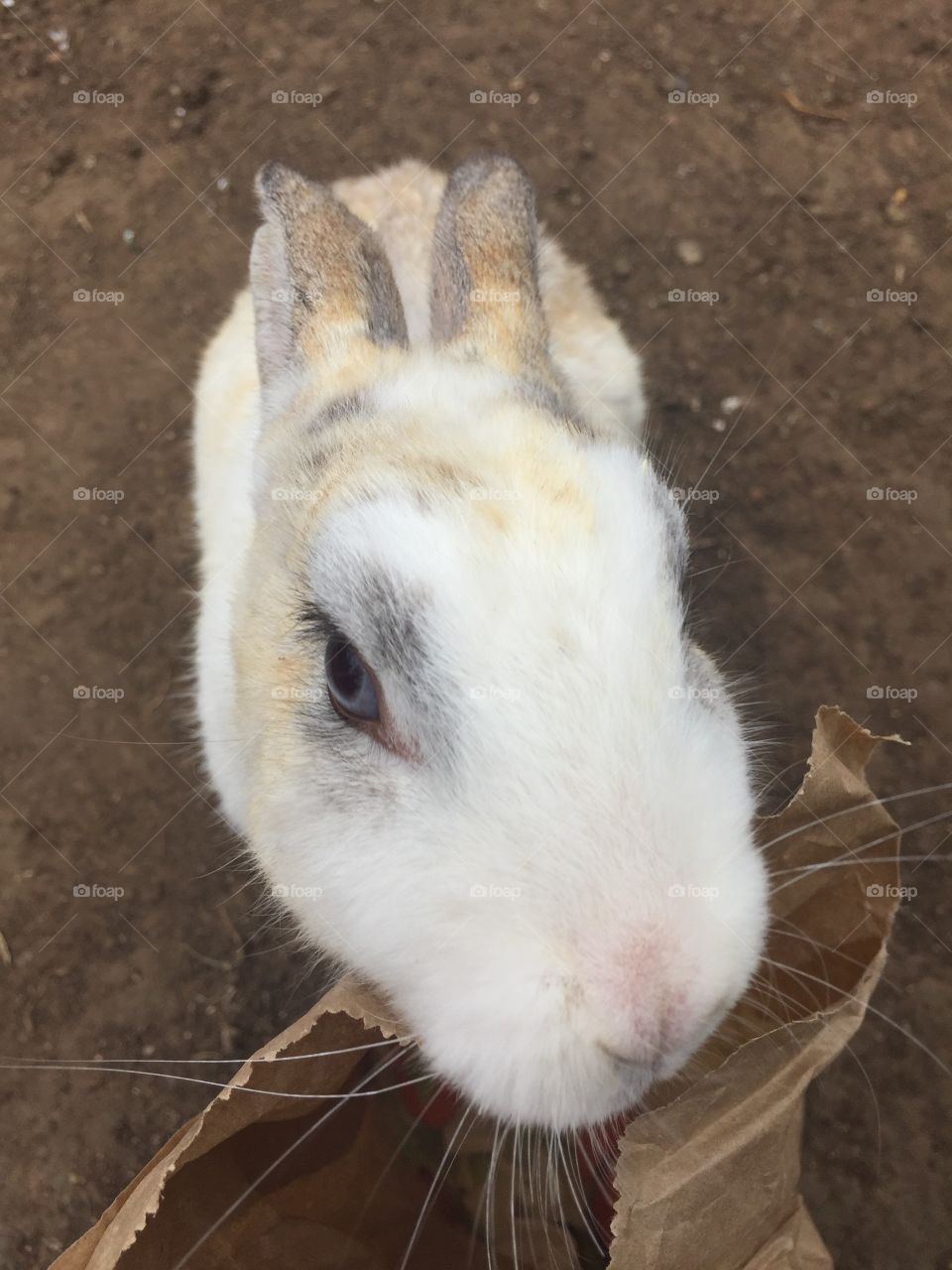 Animal rabbit farm