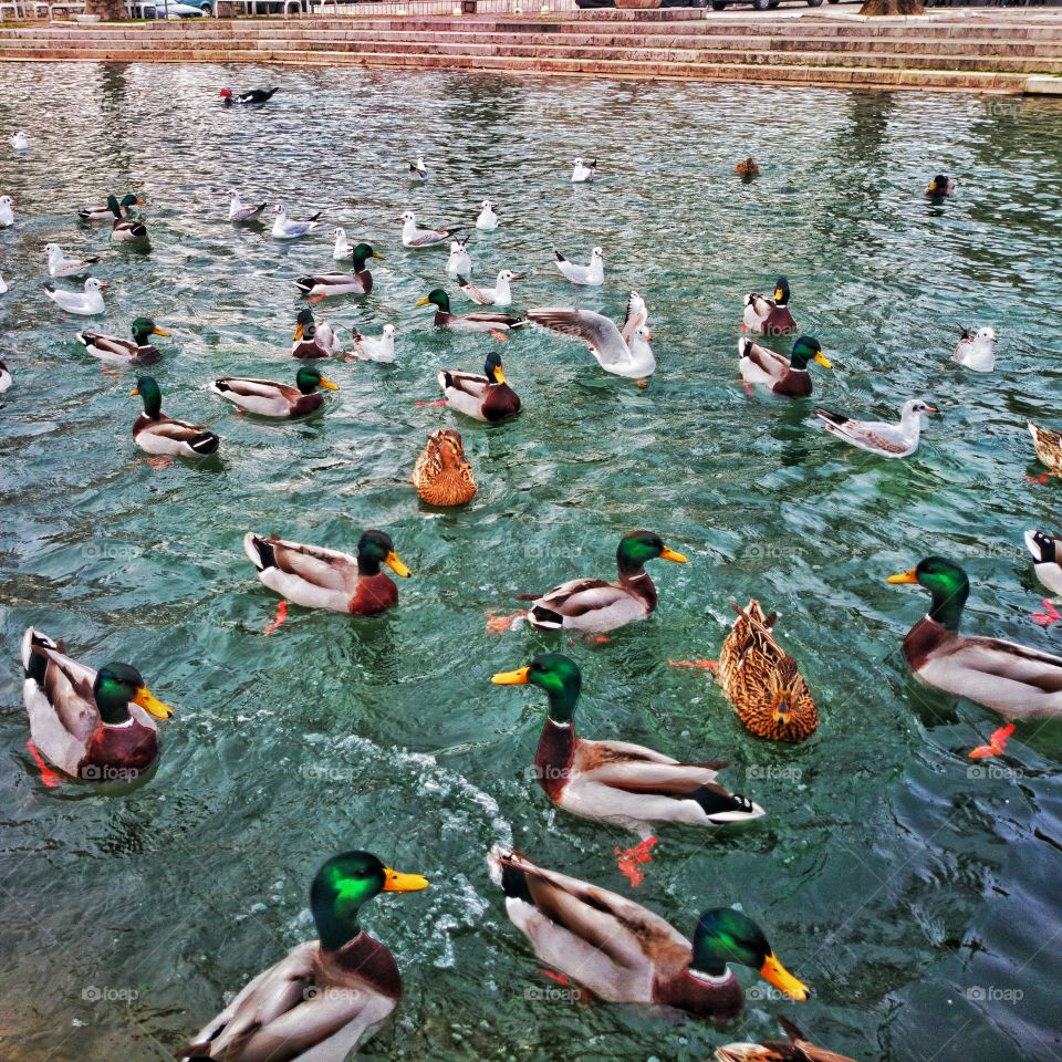 Afternoon swimming . ducks in the pond 