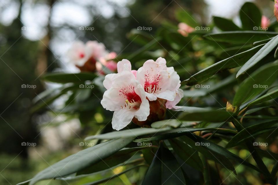 A close up of some pink flowers on a tree