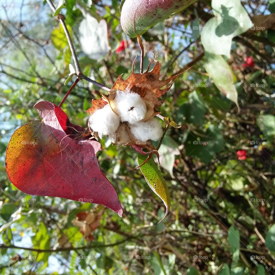 cotton tree & flower