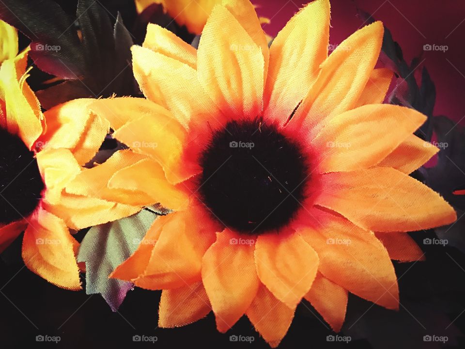 Sunflowers-Autumn foliage 