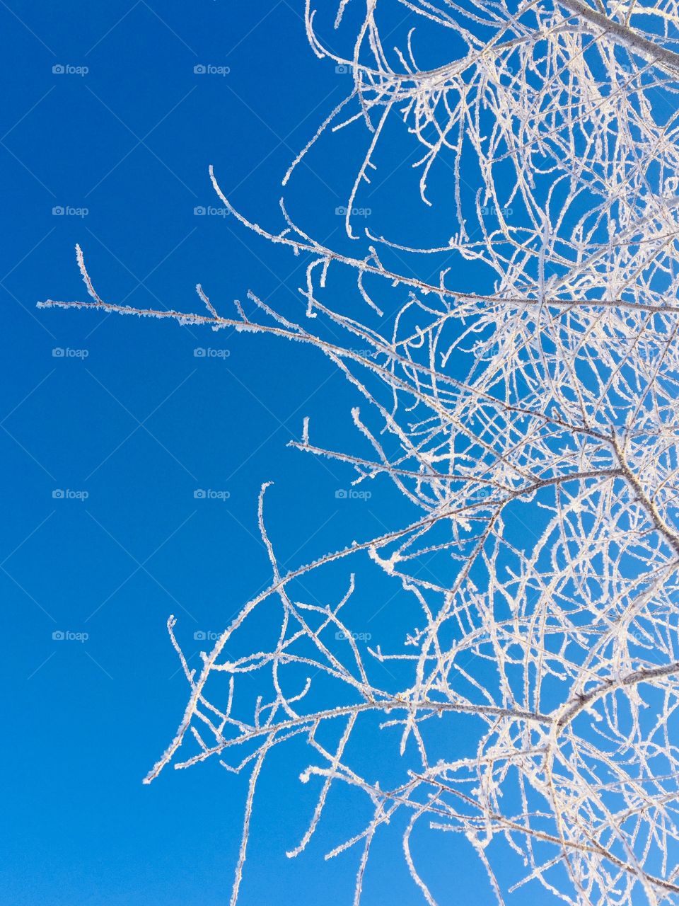 Delicate frosty white tree branches against a beautiful blue sky