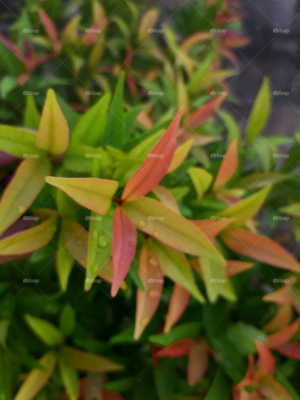 Colorful young and old leaves planted on the plastic pot is the strong sign of Spring.