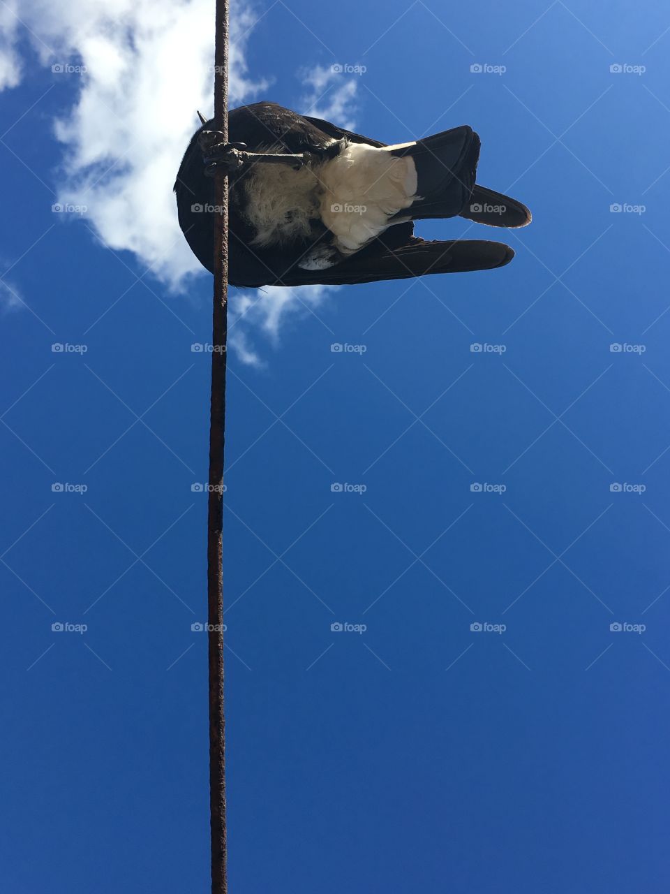 Australian Magpie on a wire cable view from below looking up to its underside, vertical against vivid blue sky wispy clouds, native species Australia, wildlife background and copy space minimalism