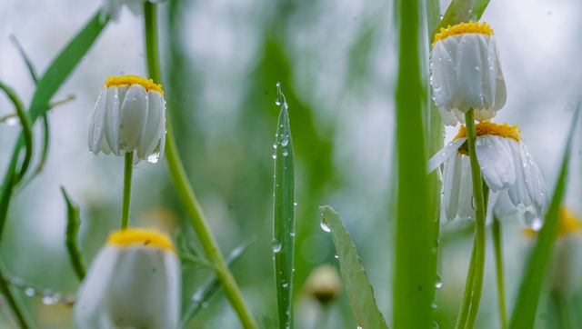 rain