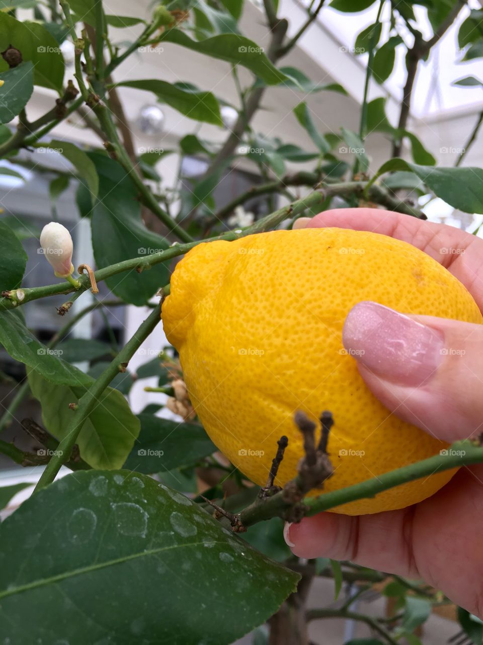 lemon tree