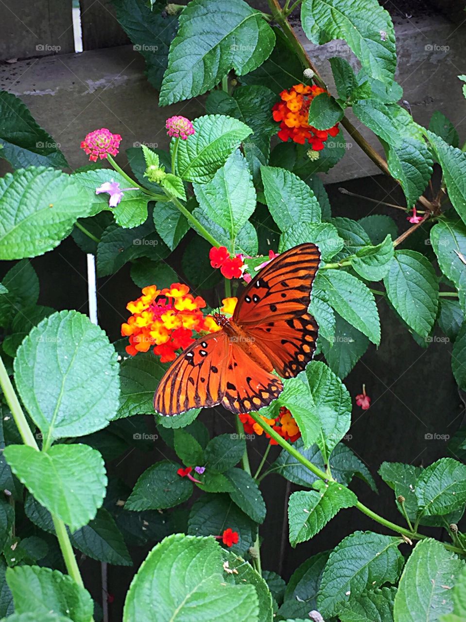 Butterfly on flowers