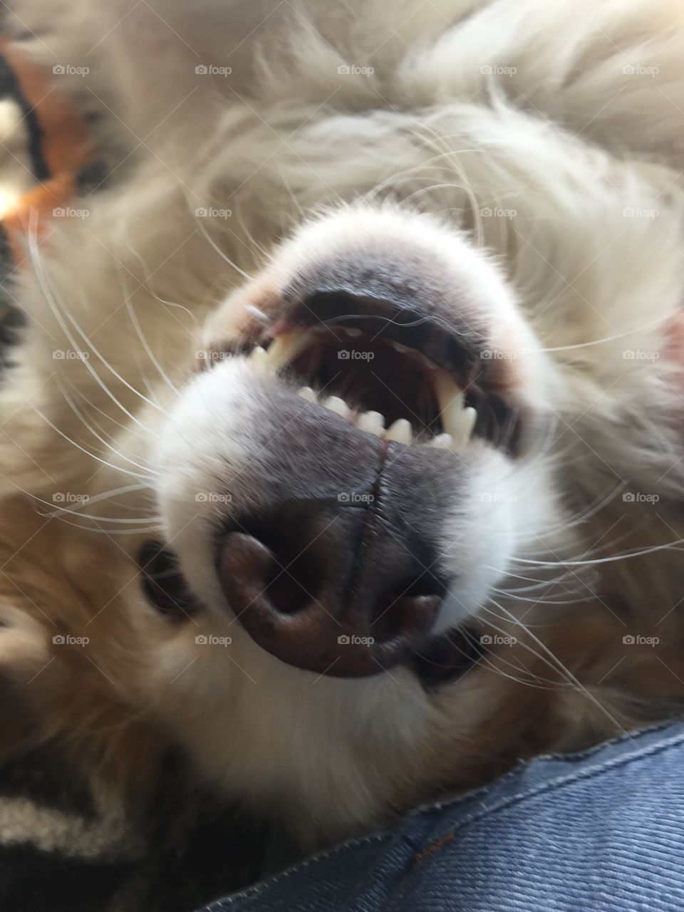 Aussie Shepherd makes funny face