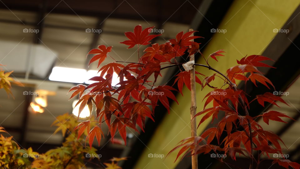 Japanese Maple