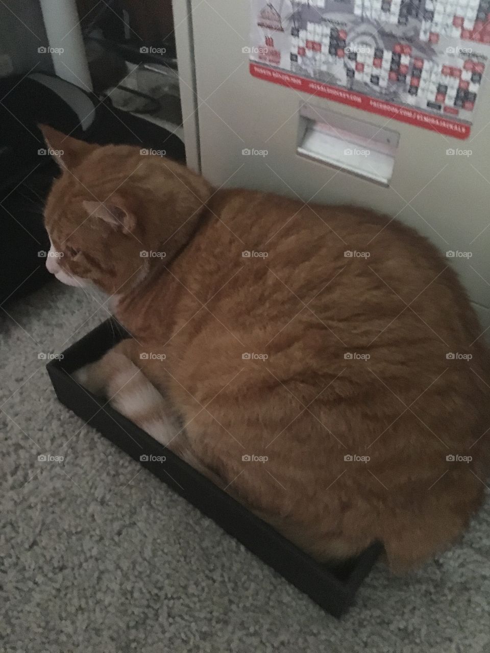 My cat in a box