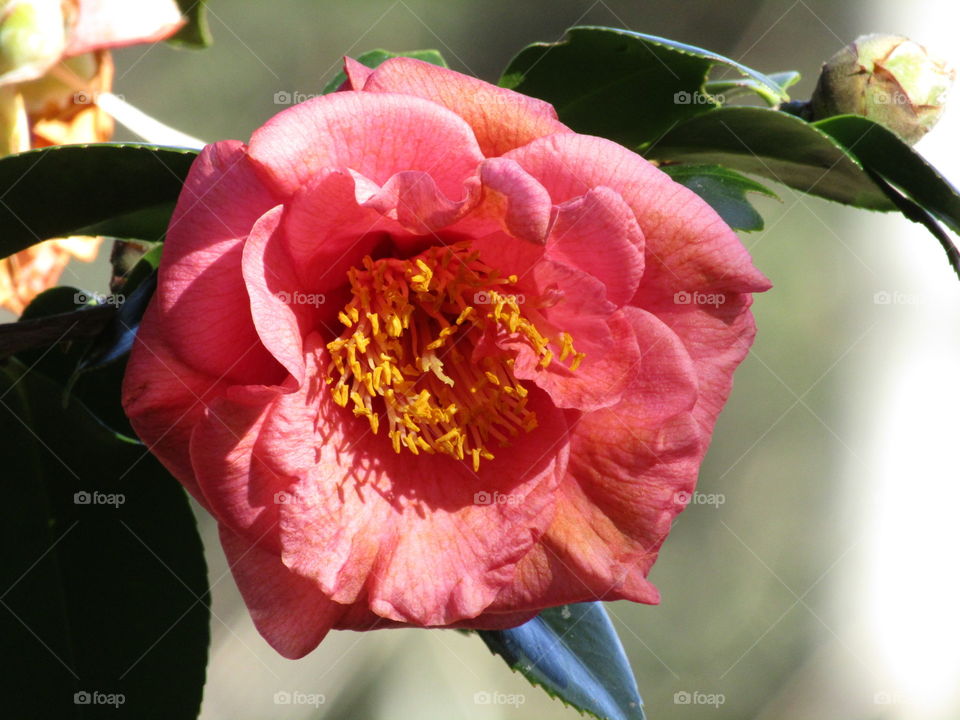 Blooming Camelia