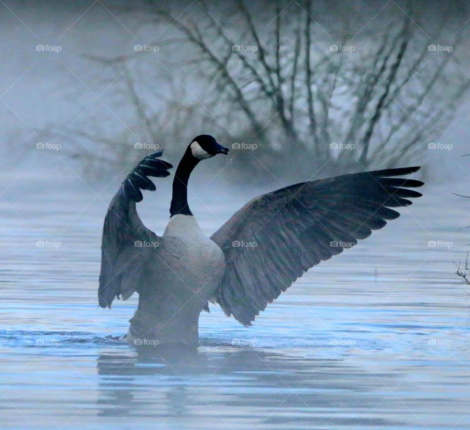 Canada Goose in Morning Mist