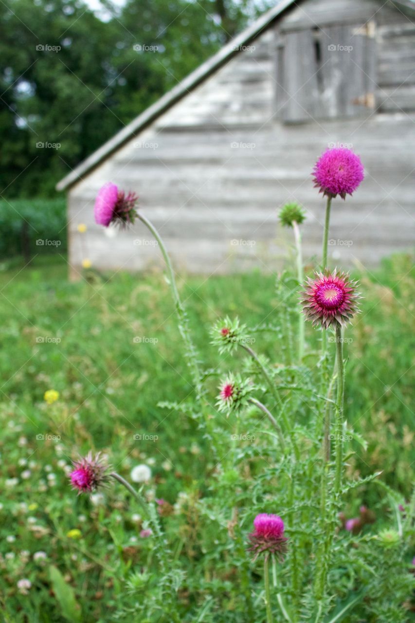 Isolated view of a Nodding Thistle or Milk Thistle flower heads in a field against a blurred, weathered, wooden, farm shed  