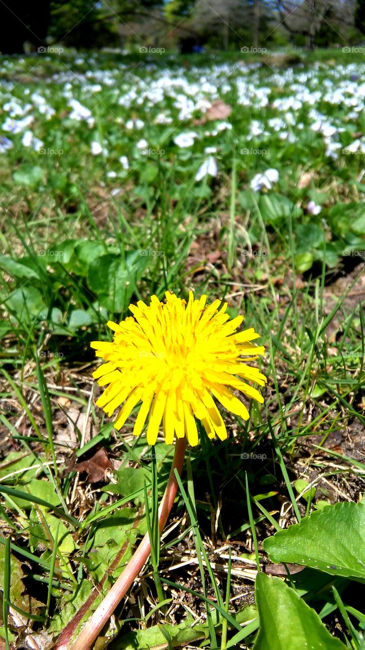 Flower, Nature, Flora, Grass, Summer