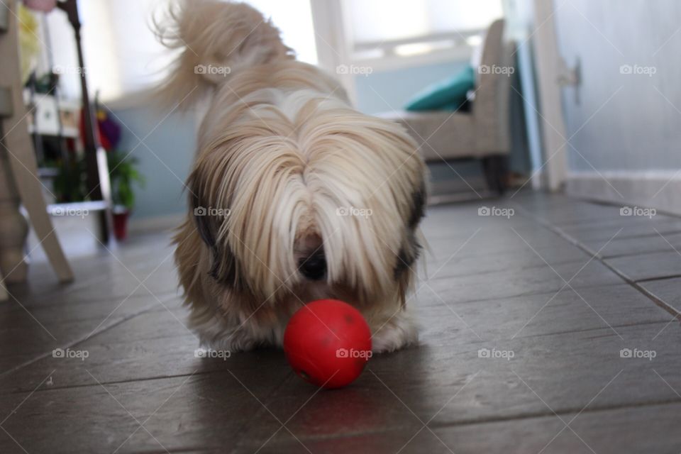 Dog playing with a red ball